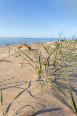 Green grass grows in the sand on the shore
