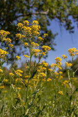 yellow wild flowers in the meadow