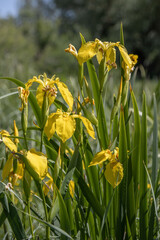 yellow marsh irises blooming