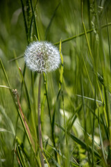 dandelion ripened among green grass