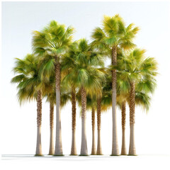 Palm Trees Isolated Row