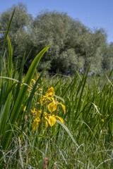 yellow marsh irises blooming
