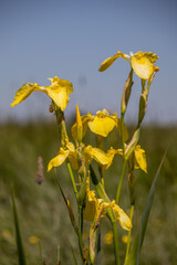 yellow marsh irises blooming