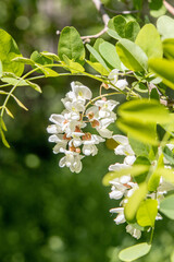 white inflorescences of the acacia plant
