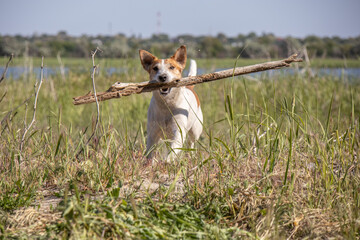Jack Russell dog plays with a stick in the grass