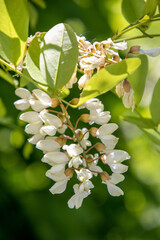 white inflorescences of the acacia plant