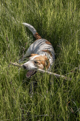 Jack Russell dog plays with a stick in the grass