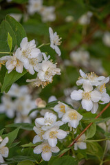 Blooming jasmine
