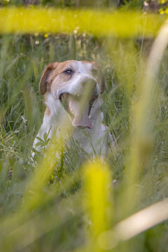 Jack Russell dog playing in the grass