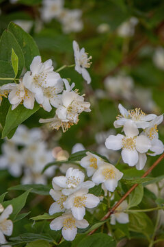 Blooming jasmine