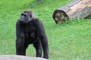 Gorillas and baby at Pittsburgh Zoo