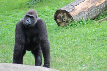 Gorillas and baby at Pittsburgh Zoo
