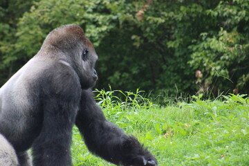 Gorillas and baby at Pittsburgh Zoo