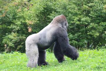 Gorillas and baby at Pittsburgh Zoo