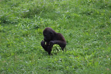 Gorillas and baby at Pittsburgh Zoo