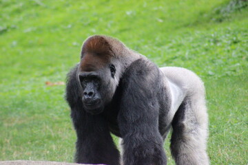 Gorillas and baby at Pittsburgh Zoo