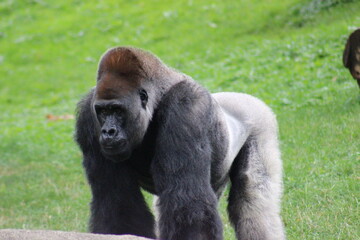 Naklejka premium Gorillas and baby at Pittsburgh Zoo