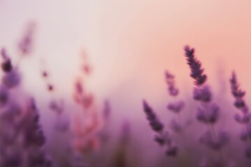 Fototapeta premium Ethereal Lavender and Peach Gradient Blurred Imagery in Elegant Simplicity