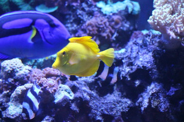 Yellow Tang at Pittsburgh Zoo