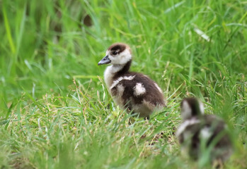 Egyptian goslings in the meadow, Goslings between blades of grass, Cute Egyptian goslings