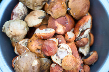 Mushrooms harvesting season. Close-up of a mushrooms in a bowl