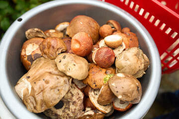 Mushrooms harvesting season. Close-up of a mushrooms in a bowl