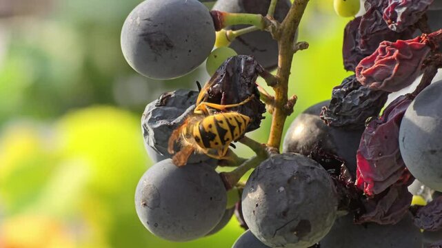 Close-up of a wasp feeding on ripe grapes, with a softly blurred background. The image highlights the contrast between the detailed insect and the bokeh effect, capturing nature in action.