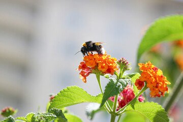 bee collecting pollen macro photo