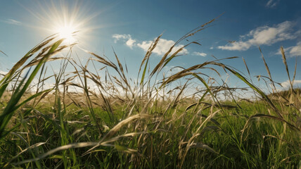 wheat field and sky