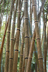 in bamboo forest