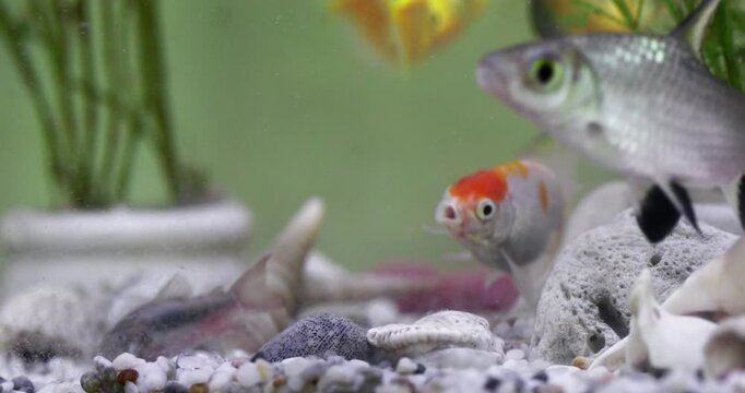 Colorful fish glide through a vibrant aquarium
