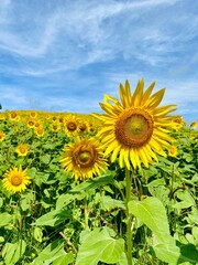 sunflower field in the summer