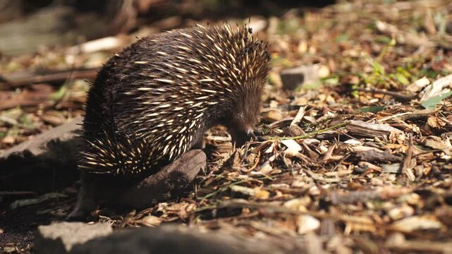 echidna, echidna in the bush, Beautiful echidna in the Australian bush, in the tasmanian outback. Australian wildlife in a national park in Australia in spring