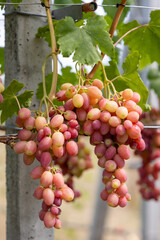 Ripe bunches of pink grapes on vines near a concrete pillar