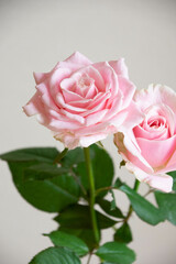 スイートアバランチェ