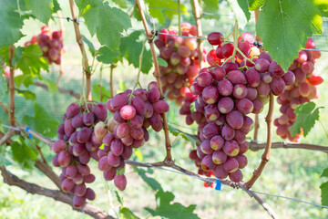 Ripe bunches of pink grapes on the vines