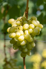 A bunch of white grapes on the vines