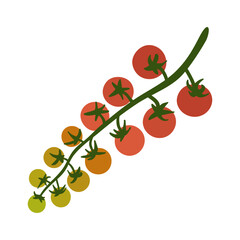Fresh cherry tomatoes on a branch. Organic and vegan food, raw vegetables for healthy eating. Vector illustration in flat style on a white background.