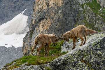 bouquetins du valais