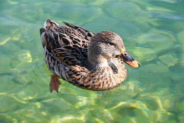 brown duck swimming in the lake