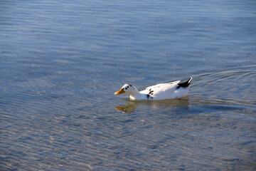 seagull on the beach