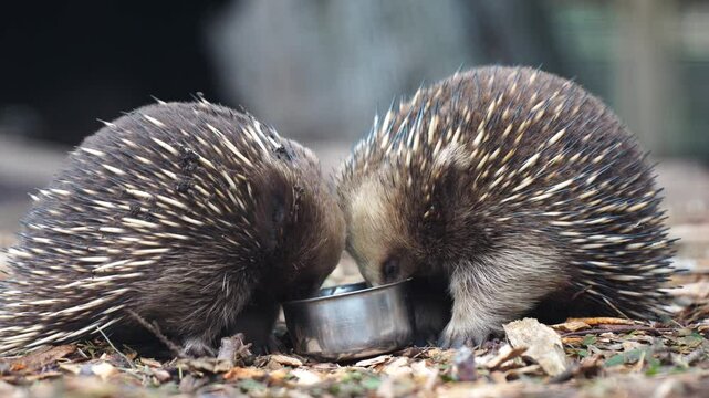 echidna, echidna in the bush, Beautiful echidna in the Australian bush, in the tasmanian outback. Australian wildlife in a national park in Australia in spring