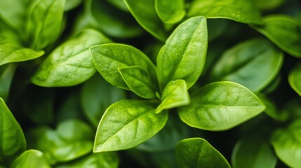 Fototapeta premium Close-Up of Fresh Green Leaves