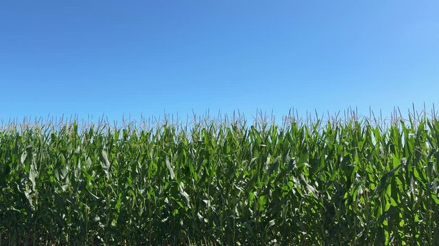 Sweet cornfield  on blue sky