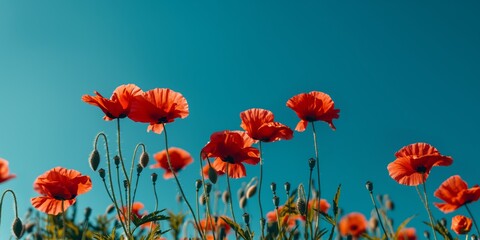 Obraz premium Image showcasing vibrant red poppies in full bloom against a bright, clear blue sky, symbolizing a sense of peace, beauty, and freedom in nature.