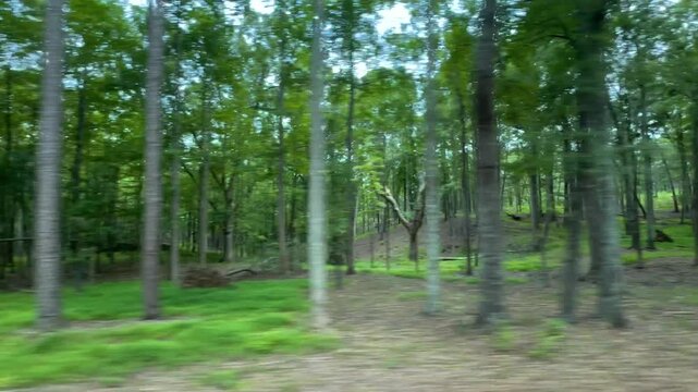 The forest of trees at Croft State Park near Spartanburg, South Carolina