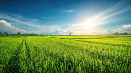 A vibrant rice paddy field with rows of bright green rice plants stretching far into the distance, bathed in sunlight, under a vast, clear blue sky