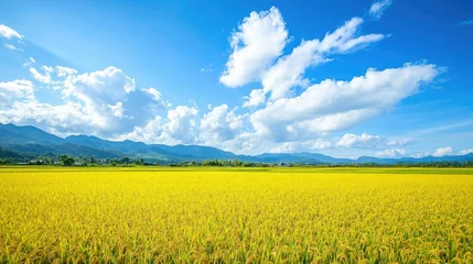  A vibrant scene of a countryside paddy field, with yellow rice ready for harvest, stretching as far as the eye can see, under a brilliant blue sky with rolling clouds © Nuttaya Nampai
