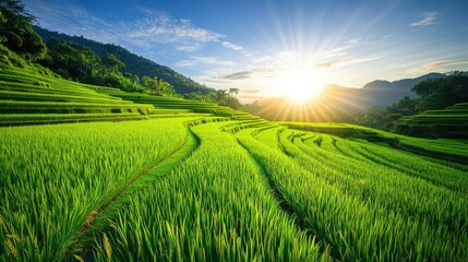 Fototapeta premium A vibrant scene of a well-maintained rice paddy with rows of green plants stretching towards a bright, clear sky, with the sun shining overhead