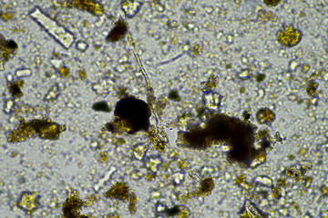 Soil under the microscopy, looking at sand, silt and clay and soil biology, amoebae, fungi, fungal, microbes and nematodes in a cattle farm in australia. 
